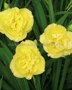 HEMEROCALLIS (DAYLILY) SPP. ‘YELLOW SUBMARINE‘ I (25 P.BAG)