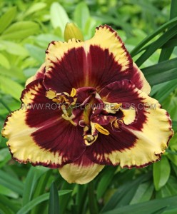 HEMEROCALLIS (DAYLILY) SPP. ‘TIGER BLOOD‘ I (25 P.BAG)