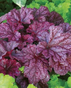 HEUCHERA (CORAL BELLS) HYBRID ‘BERRY SMOOTHIE‘ I (25 P.BAG)