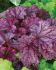 HEUCHERA CORAL BELLS HYBRID BERRY SMOOTHIE I 25 P.BAG