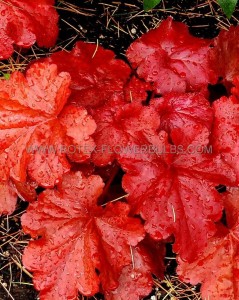 HEUCHERA (CORAL BELLS) HYBRID ‘FIRE ALARM‘ I (25 P.BAG)