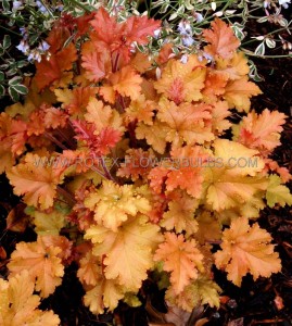 HEUCHERA (CORAL BELLS) HYBRID ‘MARMALADE‘ I (25 P.BAG)