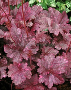 HEUCHERA (CORAL BELLS) HYBRID ‘MIDNIGHT ROSE‘ I (25 P.BAG)