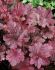 HEUCHERA CORAL BELLS HYBRID MIDNIGHT ROSE I 25 P.BAG