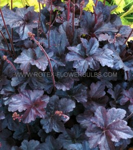 HEUCHERA (CORAL BELLS) HYBRID ‘OBSIDIAN‘ I (25 P.BAG)