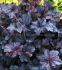 HEUCHERA CORAL BELLS HYBRID OBSIDIAN I 25 P.BAG