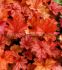 HEUCHERA CORAL BELLS HYBRID PAPRIKA I 25 P.BAG