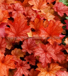 HEUCHERA (CORAL BELLS) HYBRID ‘PAPRIKA‘ I (25 P.BAG)