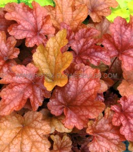 HEUCHERA (CORAL BELLS) HYBRID ‘PEACH FLAMBE‘ I (25 P.BAG)