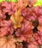 HEUCHERA CORAL BELLS HYBRID PEACH FLAMBE I 25 P.BAG