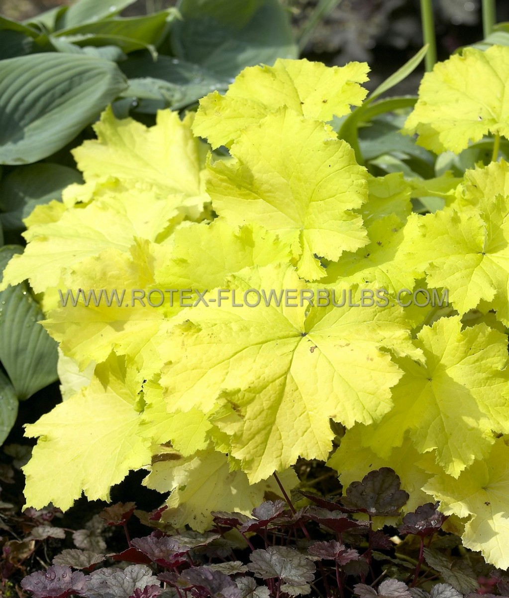 HEUCHERA (CORAL BELLS) HYBRID ‘PISTACHE‘ I (25 P.BAG)