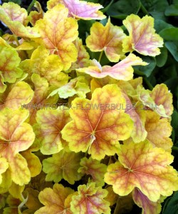 HEUCHERA (CORAL BELLS) HYBRID ‘TIRAMISU‘ I (25 P.BAG)