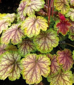 HEUCHERA (CORAL BELLS) HYBRID ‘VAN GOGH‘ I (25 P.BAG)