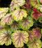 HEUCHERA CORAL BELLS HYBRID VAN GOGH I 25 P.BAG