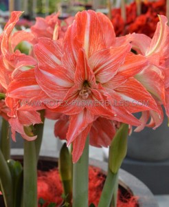 HIPPEASTRUM (AMARYLLIS) DOUBLE FLOWERING ‘LADY JANE‘ 34/36 CM. (6 P.OPEN TOP BOX)