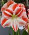 HIPPEASTRUM AMARYLLIS LARGE FLOWERING CARAMBA 3436 CM. 12 P.WOODEN CRATE