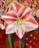 HIPPEASTRUM AMARYLLIS LARGE FLOWERING CARAMBA 3436 CM. 12 P.WOODEN CRATE