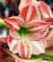 HIPPEASTRUM AMARYLLIS LARGE FLOWERING CARAMBA 3436 CM. 12 P.WOODEN CRATE