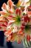 HIPPEASTRUM AMARYLLIS LARGE FLOWERING CARAMBA 3436 CM. 12 P.WOODEN CRATE