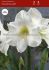 HIPPEASTRUM AMARYLLIS LARGE FLOWERING CHRISTMAS GIFT 3436 CM. 6 P.OPEN TOP BOX