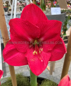 HIPPEASTRUM (AMARYLLIS) LARGE FLOWERING ‘PINK RIVAL‘ JUMBO 40/42 CM. (6 P.WOODEN CRATE)