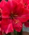 HIPPEASTRUM AMARYLLIS LARGE FLOWERING PINK RIVAL JUMBO 4042 CM. 25 P.CARTON