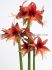 HIPPEASTRUM AMARYLLIS SPECIALTY CYBISTER BOGOTA 2628 CM. 18 P.WOODEN CRATE