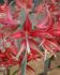 HIPPEASTRUM AMARYLLIS SPECIALTY CYBISTER QUITO 2628 CM. 18 P.WOODEN CRATE