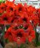 HIPPEASTRUM AMARYLLIS SPECIALTY DIAMOND FLORIS HEKKER 2628 CM. 6 P.OPEN TOP BOX