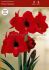 HIPPEASTRUM AMARYLLIS SPECIALTY DIAMOND FLORIS HEKKER 2628 CM. 6 P.OPEN TOP BOX