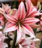 HIPPEASTRUM AMARYLLIS SPECIALTY MIDI SWEET LILLIAN 2628 CM. 30 P.CARTON