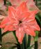 HIPPEASTRUM AMARYLLIS UNIQUE DOUBLE FLOWERING FLAMINGO AMADEUS 3436 CM. 6 P.OPEN TOP BOX