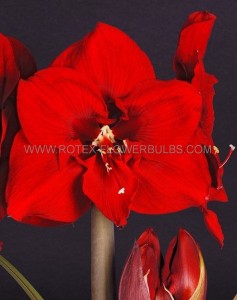 HIPPEASTRUM (AMARYLLIS UNIQUE) LARGE FLOWERING EARLY ‘JUMBO‘ 34/36 CM. (30 P.CARTON