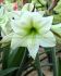 HIPPEASTRUM AMARYLLIS UNIQUE LARGE FLOWERING LEMON CREAM 3436 CM. 12 P.WOODEN CRATE