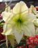 HIPPEASTRUM AMARYLLIS UNIQUE LARGE FLOWERING LEMON CREAM 3436 CM. 12 P.WOODEN CRATE