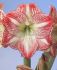 HIPPEASTRUM AMARYLLIS UNIQUE LARGE FLOWERING MEGA STAR 3436 CM. 6 P.OPEN TOP BOX