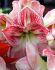 HIPPEASTRUM AMARYLLIS UNIQUE LARGE FLOWERING MEGA STAR 3436 CM. 6 P.OPEN TOP BOX