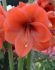 HIPPEASTRUM AMARYLLIS UNIQUE LARGE FLOWERING NARANJA 3436 CM. 6 P.OPEN TOP BOX