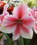 HIPPEASTRUM (AMARYLLIS UNIQUE) LARGE FLOWERING ‘PINK BEAUTY‘ 34/36 CM. (6 P.OPEN TOP BOX)