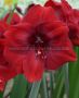 HIPPEASTRUM (AMARYLLIS UNIQUE) LARGE FLOWERING ‘PREMIERE‘ 34/36 CM. (12 P.WOODEN CRATE)