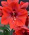 HIPPEASTRUM AMARYLLIS UNIQUE LARGE FLOWERING RED CREAM 3436 CM. 6 P.OPEN TOP BOX