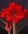 HIPPEASTRUM AMARYLLIS UNIQUE LARGE FLOWERING RED CREAM 3436 CM. 6 P.OPEN TOP BOX