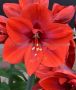 HIPPEASTRUM (AMARYLLIS UNIQUE) LARGE FLOWERING ‘RED CREAM‘ 34/36 CM. (12 P.WOODEN CRATE)