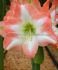 HIPPEASTRUM AMARYLLIS UNIQUE LARGE FLOWERING SHINE DREAM 3436 CM. 12 P.WOODEN CRATE