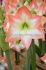 HIPPEASTRUM AMARYLLIS UNIQUE LARGE FLOWERING SHINE DREAM 3436 CM. 12 P.WOODEN CRATE