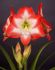 HIPPEASTRUM AMARYLLIS UNIQUE LARGE FLOWERING SHINE DREAM 3436 CM. 12 P.WOODEN CRATE