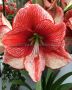 HIPPEASTRUM (AMARYLLIS UNIQUE) LARGE FLOWERING ‘SHOWMASTER‘ 34/36 CM. (6 P.OPEN TOP BOX)