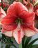 HIPPEASTRUM AMARYLLIS UNIQUE LARGE FLOWERING SHOWMASTER 3436 CM. 6 P.OPEN TOP BOX