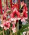 HIPPEASTRUM AMARYLLIS UNIQUE LARGE FLOWERING SHOWMASTER 3436 CM. 6 P.OPEN TOP BOX