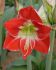 HIPPEASTRUM AMARYLLIS UNIQUE LARGE FLOWERING SILVER DREAM 3436 CM. 6 P.OPEN TOP BOX